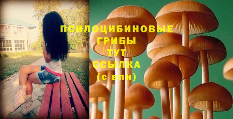 где найти   Нарткала  Псилоцибиновые грибы Magic Shrooms 